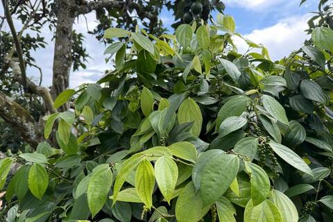 Giá tiêu hôm nay 31/3/2026: Bật tăng từ 500 - 1.000 đồng/kg