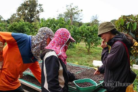 Giá cà phê hôm nay 3/4/2026: Tăng 800 - 1.000 đồng/kg