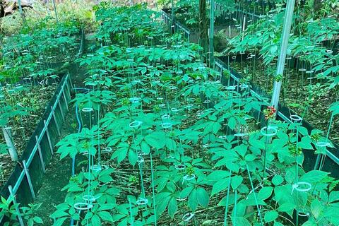 Hành trình nâng tầm 'quốc bảo sâm Việt' sắp khởi động tại Gia Lai