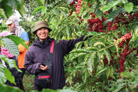 Giá cà phê hôm nay 7/4/2026: Giữ đà bình ổn