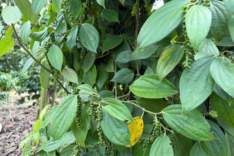 Giá tiêu hôm nay 10/4/2026: Cao nhất 139.000 đồng/kg