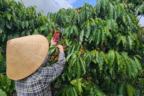 Giá cà phê hôm nay 13/4/2026: Dao động từ 85.200 - 85.700 đồng/kg