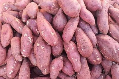 Giá nông sản hôm nay 14/4/2026: Một số mặt hàng có xu hướng tăng nhẹ