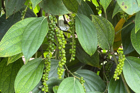 Giá tiêu hôm nay 14/4/2026: Tăng nhẹ, lên mốc 140.000 đồng/kg