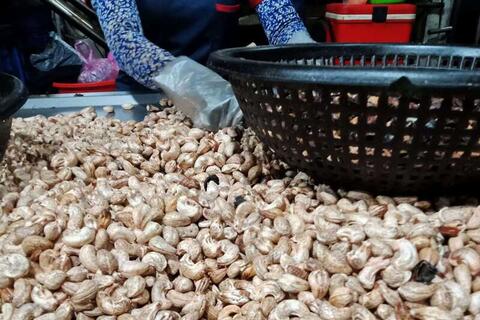 Giá nông sản hôm nay 20/4/2026: Nhiều hàng vào mùa, được giá