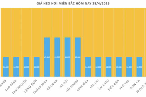 Giá heo hơi hôm nay 28/4/2026: Tăng nhẹ tại Nghệ An
