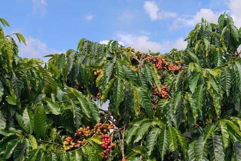 Giá cà phê hôm nay 28/4/2026: Đi ngang sau kỳ nghỉ lễ