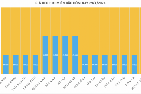 Giá heo hơi hôm nay 29/4/2026: Tiếp tục neo cao