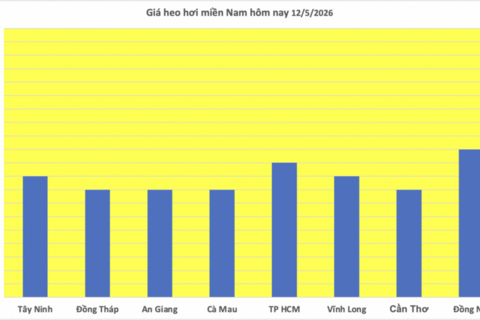 Giá heo hơi hôm nay 12/5/2026: Biến động trái chiều
