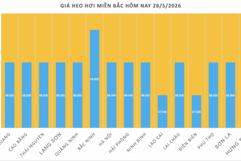 Giá heo hơi hôm nay 28/5/2026: Đảo chiều, giảm rải rác trên cả 3 miền