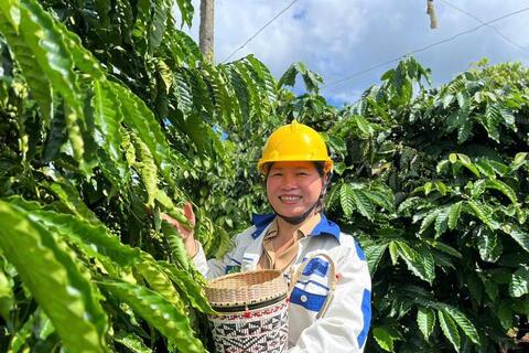 Giá cà phê hôm nay 28/5/2026: Ổn định trên mốc 88.000 đồng/kg