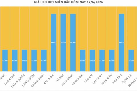 Giá heo hơi hôm nay 17/6/2026: Thị trường tạm chững