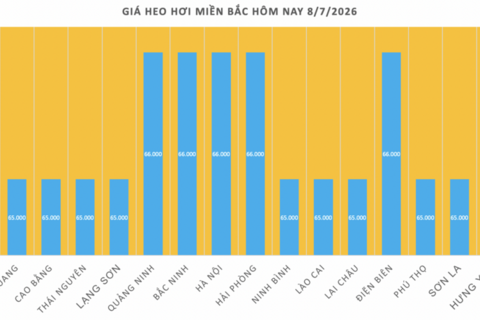 Giá heo hơi hôm nay 8/7/2026: Tạm chững, cao nhất 66.000 đồng/kg