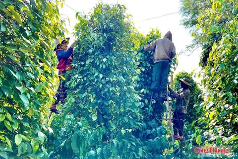 Giá tiêu hôm nay 8/7/2026: Đồng loạt tăng 1.000 đồng/kg