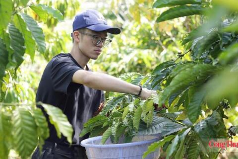 Giá cà phê hôm nay 8/7/2026: Tiến sát mốc 97.000 đồng/kg