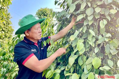 Giá tiêu hôm nay 15/7/2026: Đảo chiều tăng mạnh 2.000 - 3.000 đồng/kg