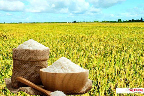 Giá lúa gạo hôm nay ngày 27/7/2026: Tấm thơm tăng nhẹ