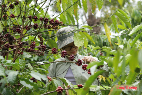 Giá cà phê hôm nay 27/7/2026: Dao động từ 95.300 - 95.800 đồng/kg