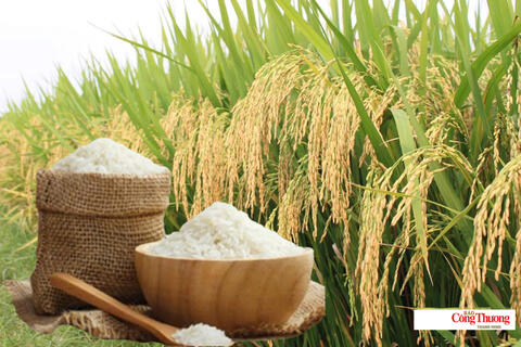 Giá lúa gạo hôm nay ngày 11/8/2026: Gạo nguyên liệu xuất khẩu tăng
