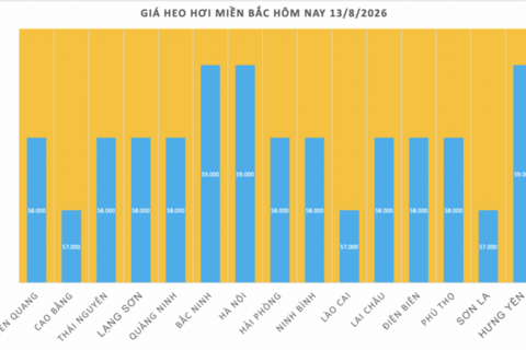 Giá heo hơi hôm nay 13/8/2026: Giảm cục bộ 1.000 đồng/kg