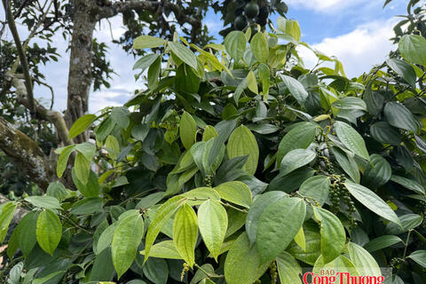 Giá tiêu hôm nay 13/8/2026: Ổn định ở ngưỡng 136.000 – 139.000 đồng/kg