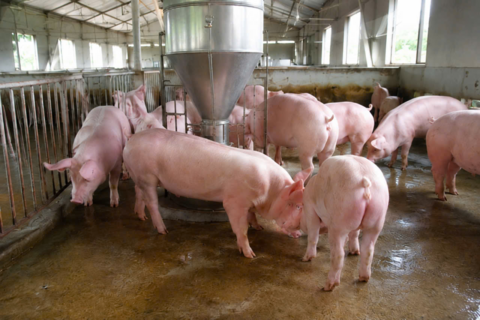 Giá heo hơi hôm nay 19/8/2026: Đảo chiều, tăng 1.000 đồng/kg
