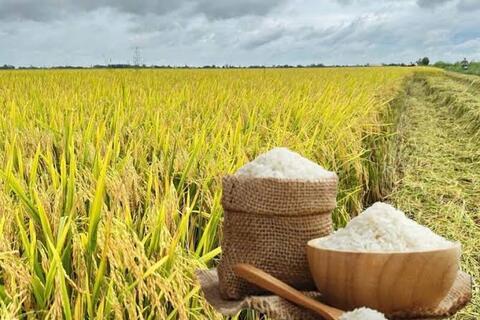 Giá lúa gạo hôm nay ngày 19/8: Gạo nguyên liệu xuất khẩu tiếp đà giảm