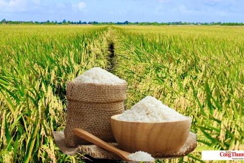 Giá lúa gạo hôm nay ngày 21/8: Gạo nguyên liệu xuất khẩu tiếp đà giảm