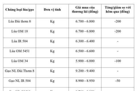 Giá lúa gạo hôm nay ngày 28/8/2026: Lúa tươi đồng loạt giảm