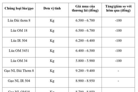 Giá lúa gạo hôm nay ngày 3/9/2026: Lúa tươi đồng loạt giảm