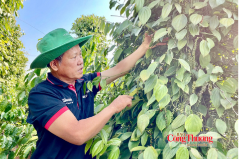 Giá tiêu hôm nay 8/9/2026: Tiếp tục đi ngang