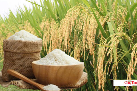 Giá lúa gạo hôm nay ngày 13/9/2026, tuần qua: Lúa tươi đồng loạt giảm