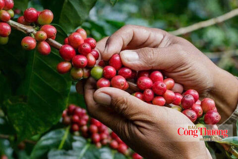 Giá cà phê hôm nay 13/9/2026: Tăng 300 – 500 đồng/kg trong tuần qua