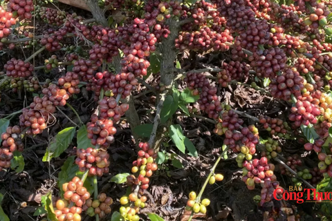 Giá cà phê thế giới tăng trở lại, tồn kho Arabica xuống mức thấp kỷ lục