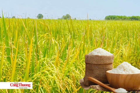 Giá lúa gạo hôm nay ngày 24/9/2026: Gạo Đài thơm tăng 500 đồng/kg
