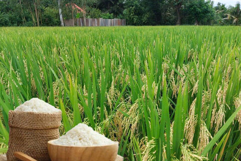 Giá lúa gạo hôm nay ngày 26/10/2026: Lúa tươi đồng loạt tăng