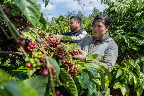 Giá tiêu hôm nay 30/6/2025: trong nước neo ngưỡng khá cao