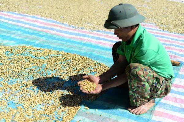 Giá cà phê hôm nay 29/8/2025: Trong nước bật tăng, ngược chiều thế giới