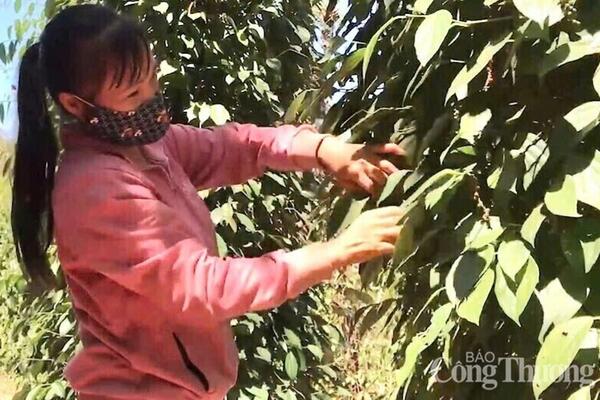 Giá tiêu hôm nay 18/9/2025: Trong nước giảm nhẹ