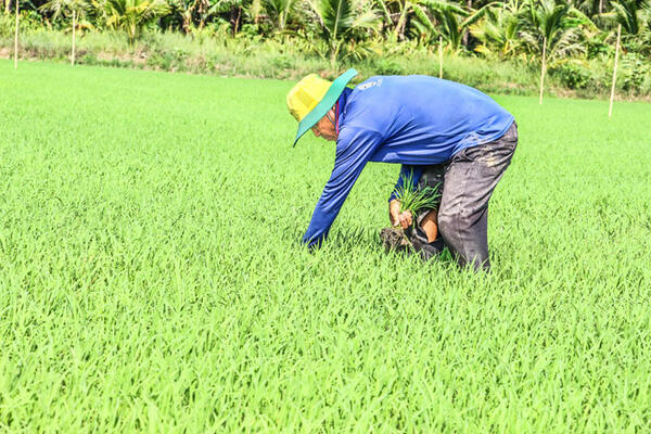 Để sản xuất vụ Đông Xuân an toàn với hạn, mặn