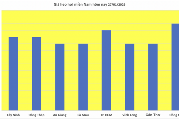 Giá heo hơi hôm nay 27/1/2026: Tăng mạnh, miền Bắc lập 'đỉnh' mới