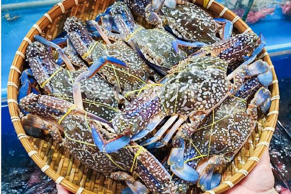 Xuất khẩu ghẹ Việt Nam cần chuyển hướng sang thị trường EU và CPTPP