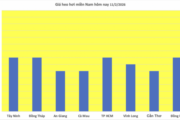 Giá heo hơi hôm nay 11/2/2026: Giảm đồng loạt trên cả nước
