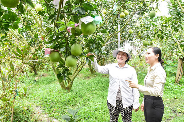 Bưởi chưng Tết được mùa, được giá