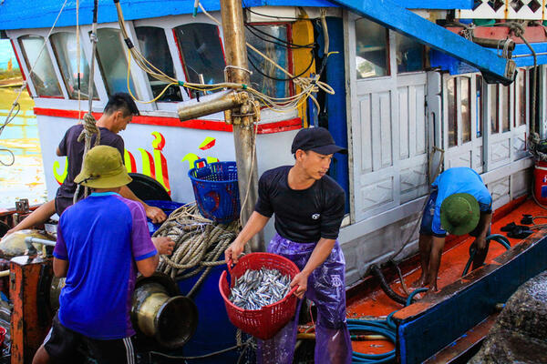 Quảng Ngãi: Những chuyến đi biển đầu năm đầy ắp cá, ngư dân phấn khởi