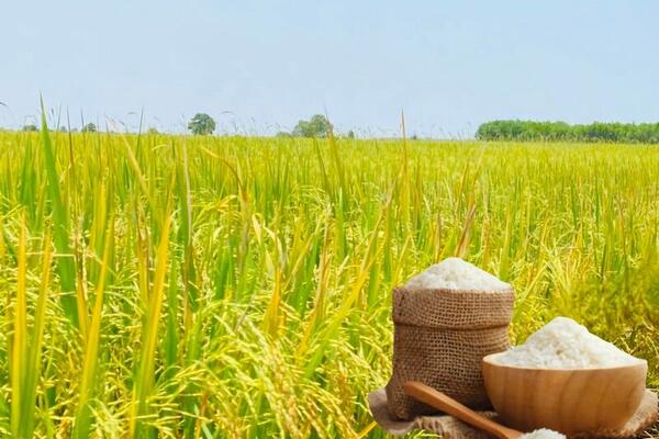 Giá lúa gạo hôm nay ngày 11/3/2026: Gạo xuất khẩu OM 5451 tiếp đà tăng