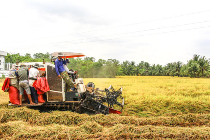 Nhân rộng mô hình sản xuất lúa chất lượng cao, phát thải thấp