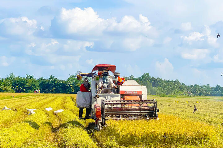 “Gam màu mới” trên những cánh đồng thông minh