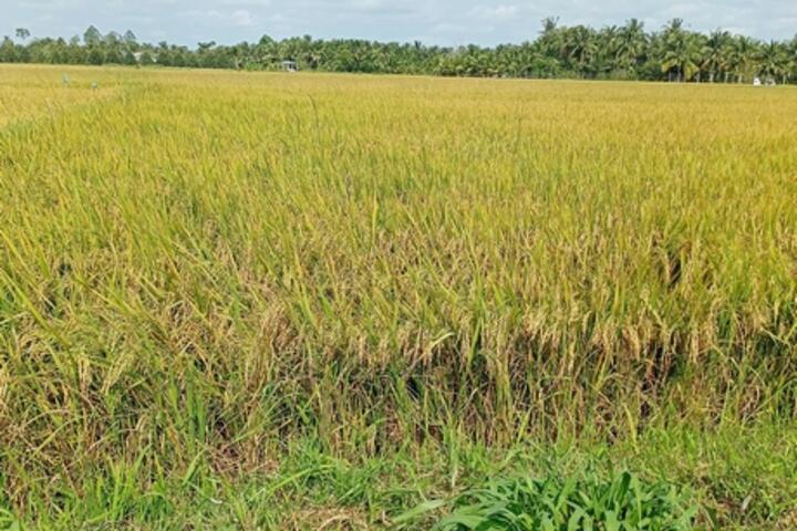 Chủ động phòng trừ chuột gây hại lúa Đông Xuân