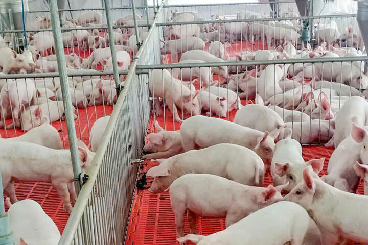 Chăn nuôi tập trung giúp nâng cao hiệu quả kinh tế